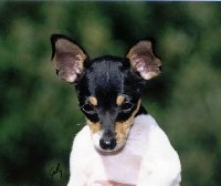 travpup.jpg - 7675 Bytes